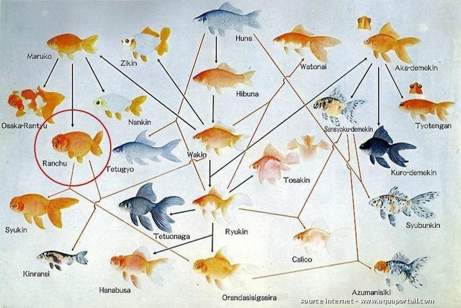 Все виды золотых рыбок схема